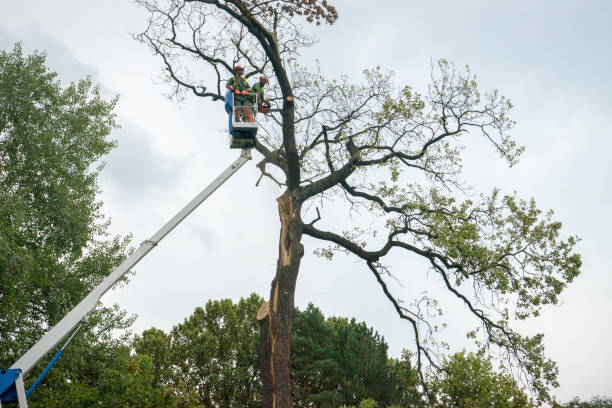 Trusted Quincy, CA Tree Services Experts